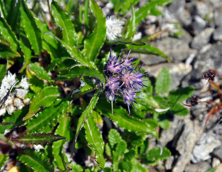 Image of Saussurea subacaulis specimen.