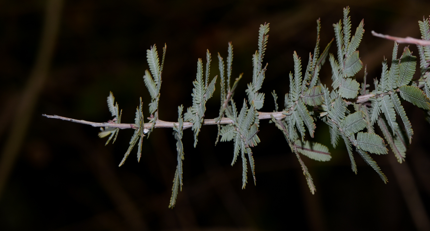 Image of Acacia baileyana specimen.