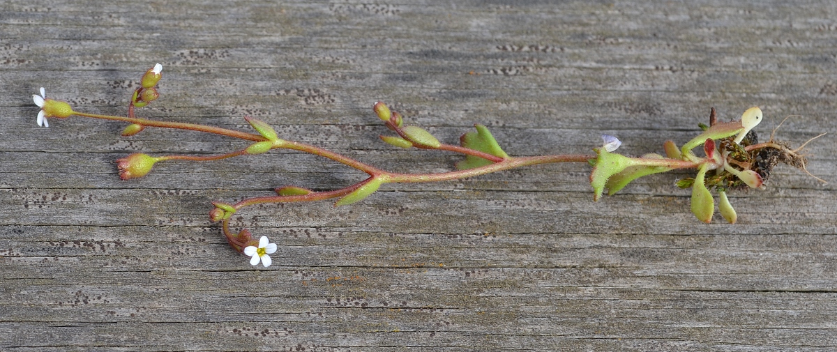 Image of Saxifraga tridactylites specimen.