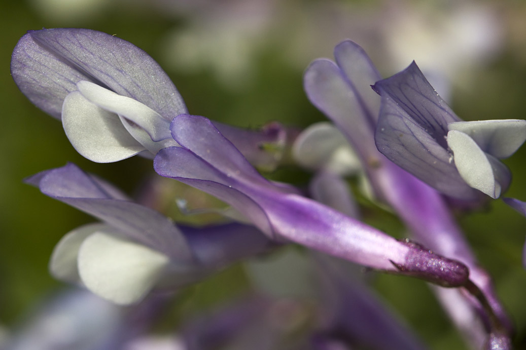 Image of Vicia cretica ssp. aegaea specimen.