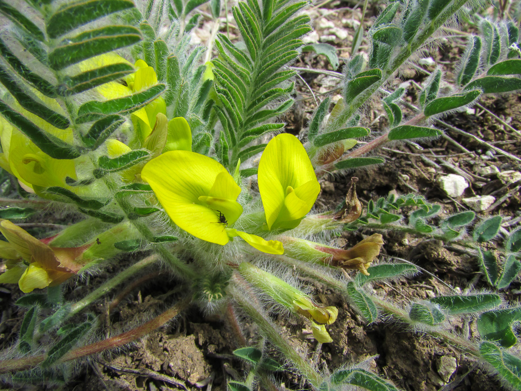 Image of Astragalus henningii specimen.