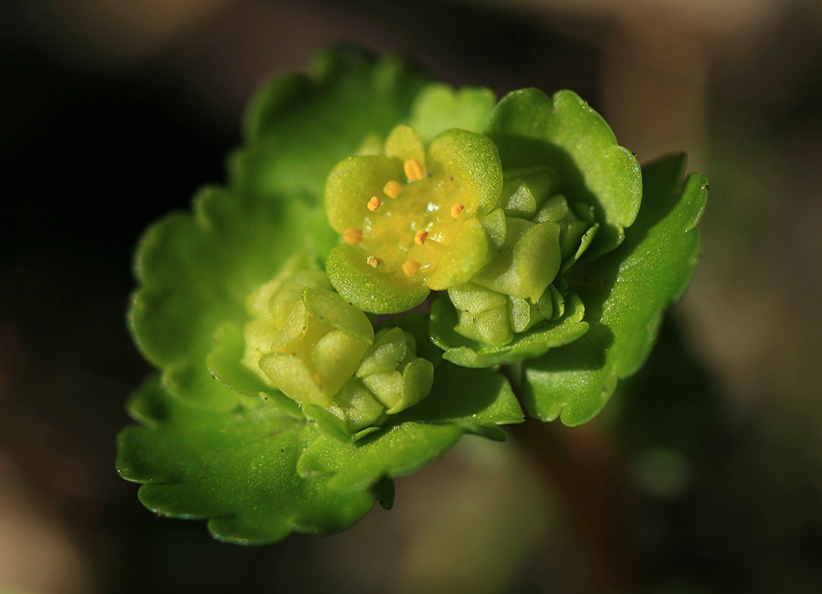 Изображение особи Chrysosplenium alternifolium.