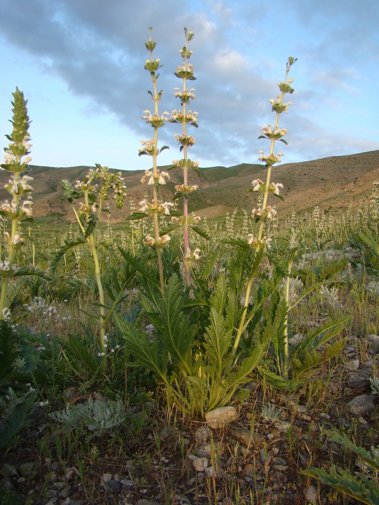 Image of Phlomoides milkoi specimen.