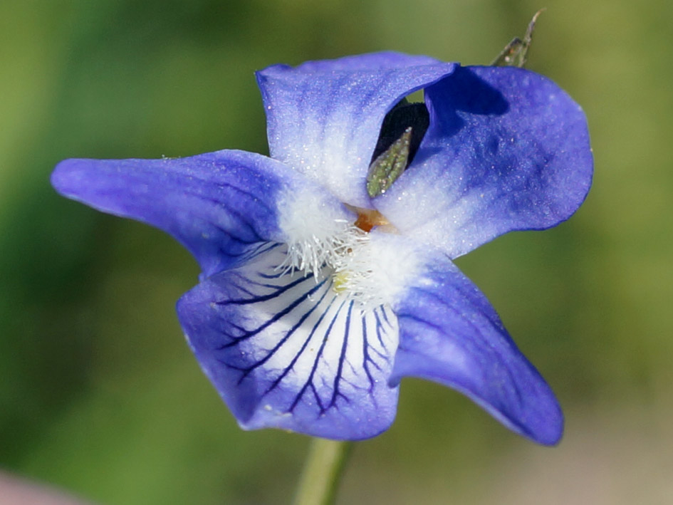 Image of Viola canina specimen.