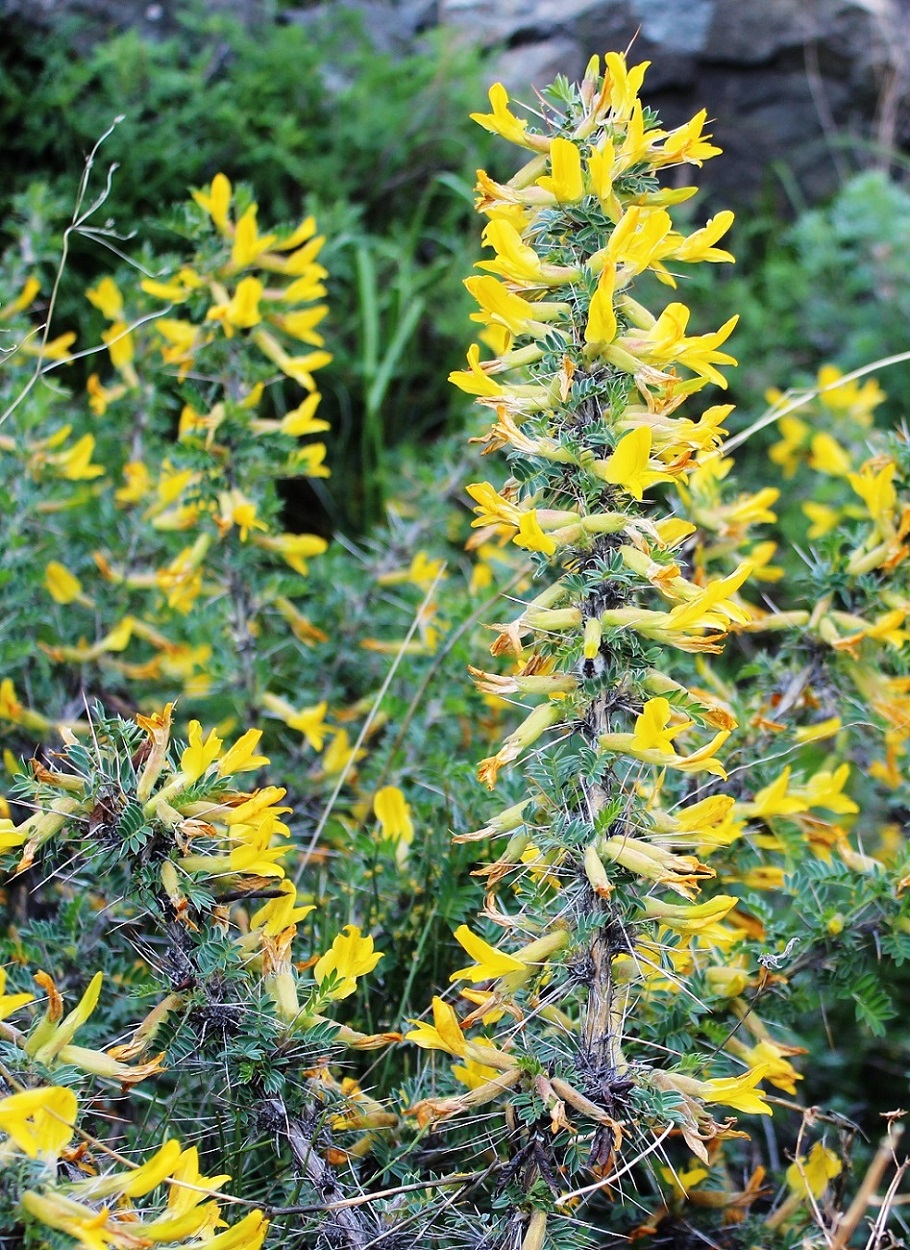 Image of Caragana pleiophylla specimen.