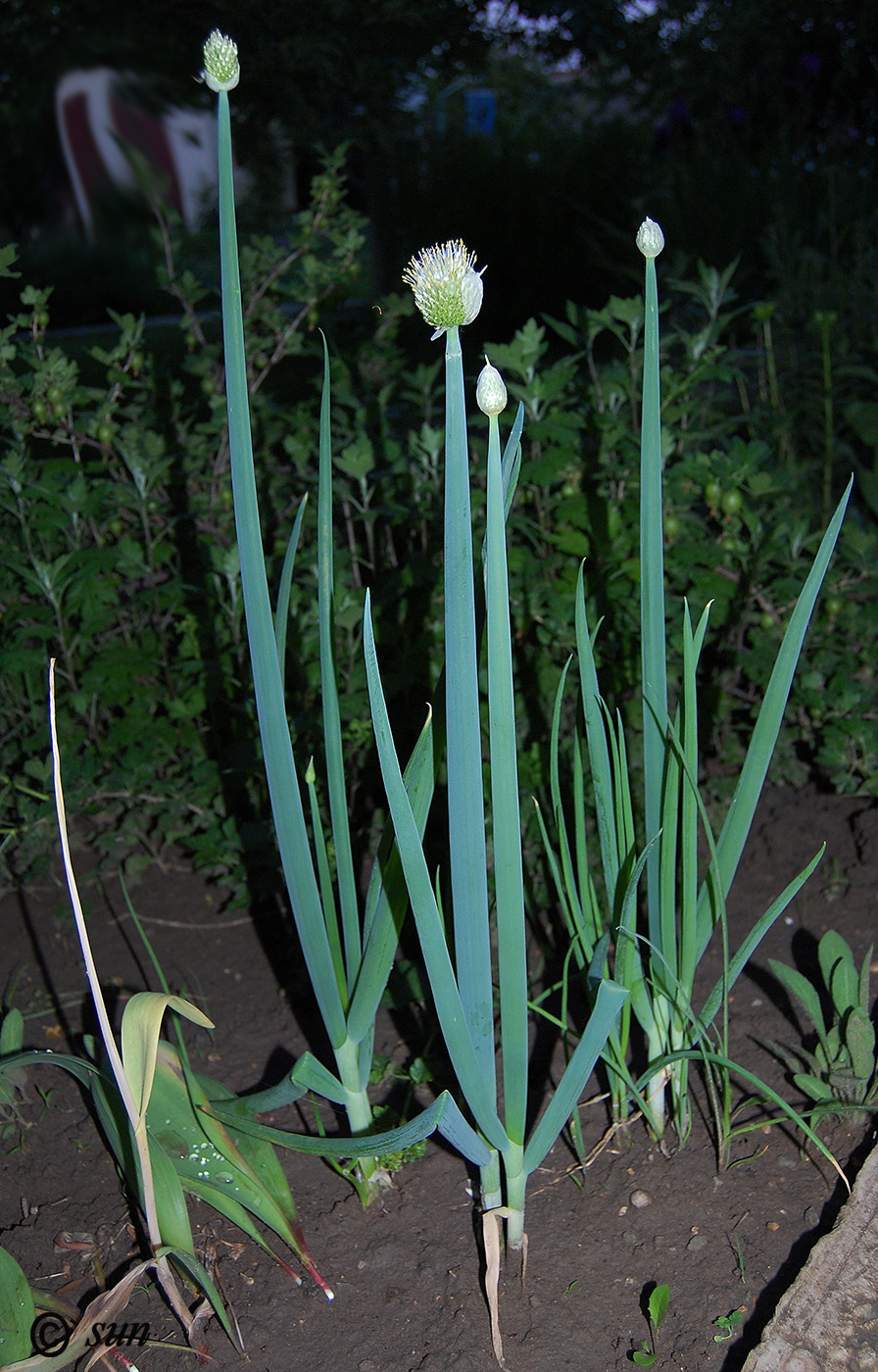 Image of Allium fistulosum specimen.