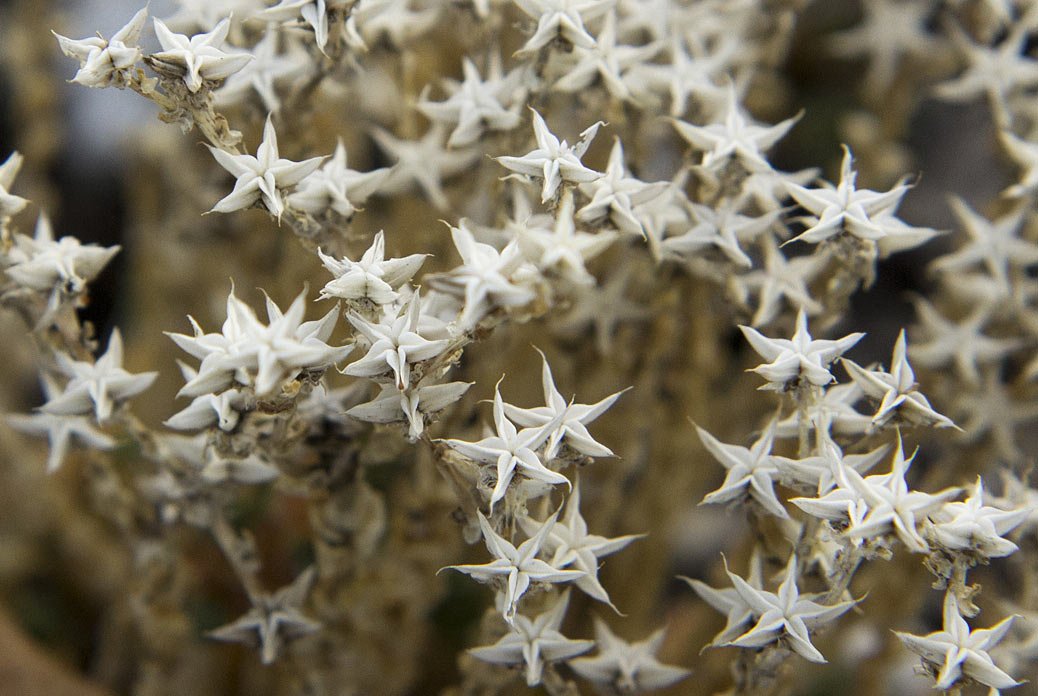 Image of Sedum acre specimen.