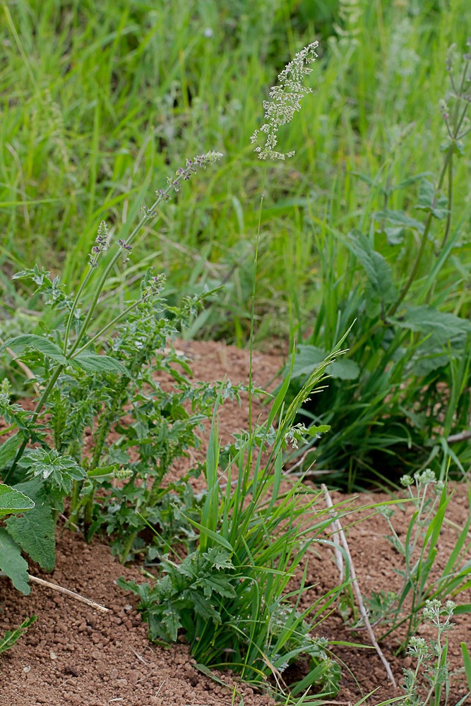 Image of genus Poa specimen.