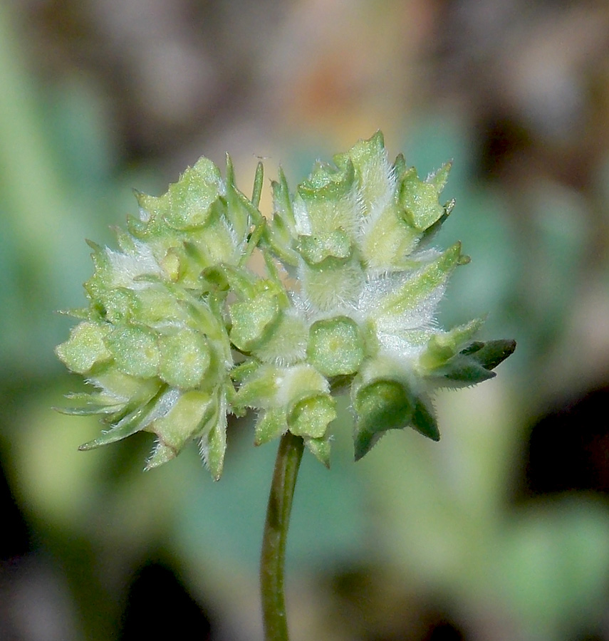 Изображение особи Valerianella lasiocarpa.