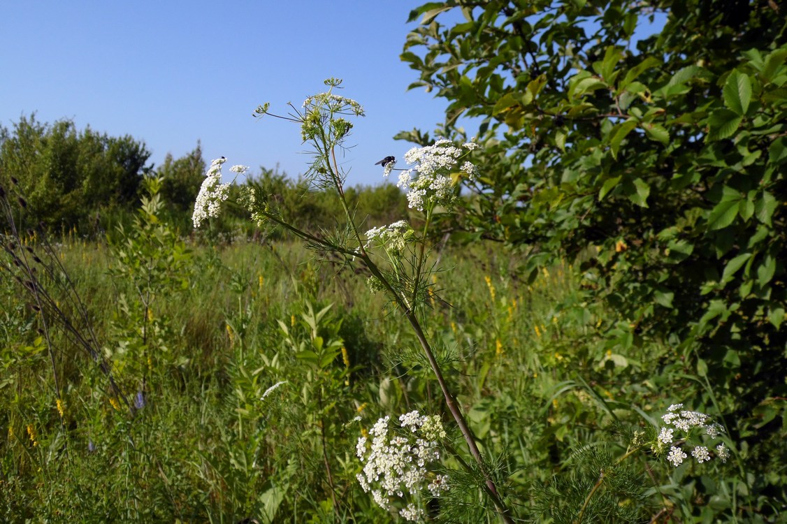 Изображение особи Chaerophyllum bulbosum.