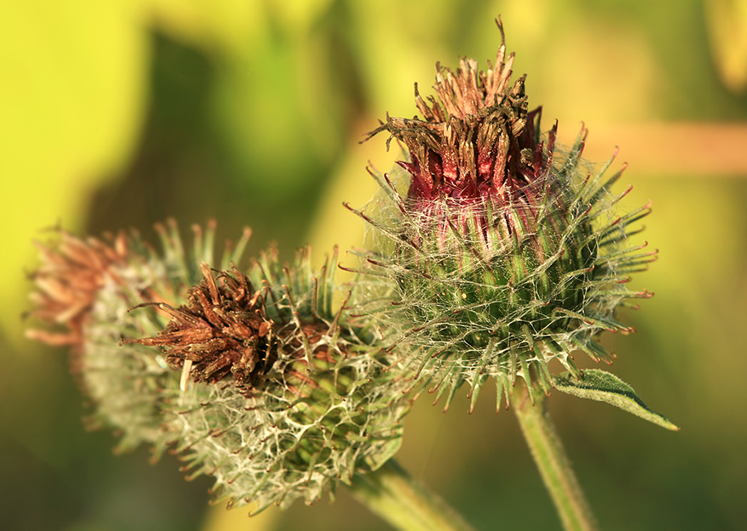 Image of Arctium tomentosum specimen.