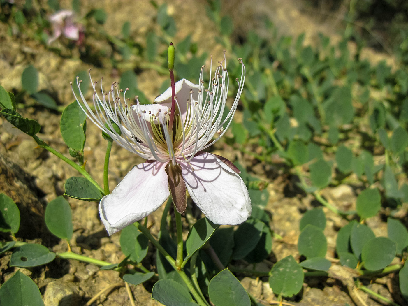 Image of Capparis herbacea specimen.