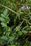 Erodium cicutarium