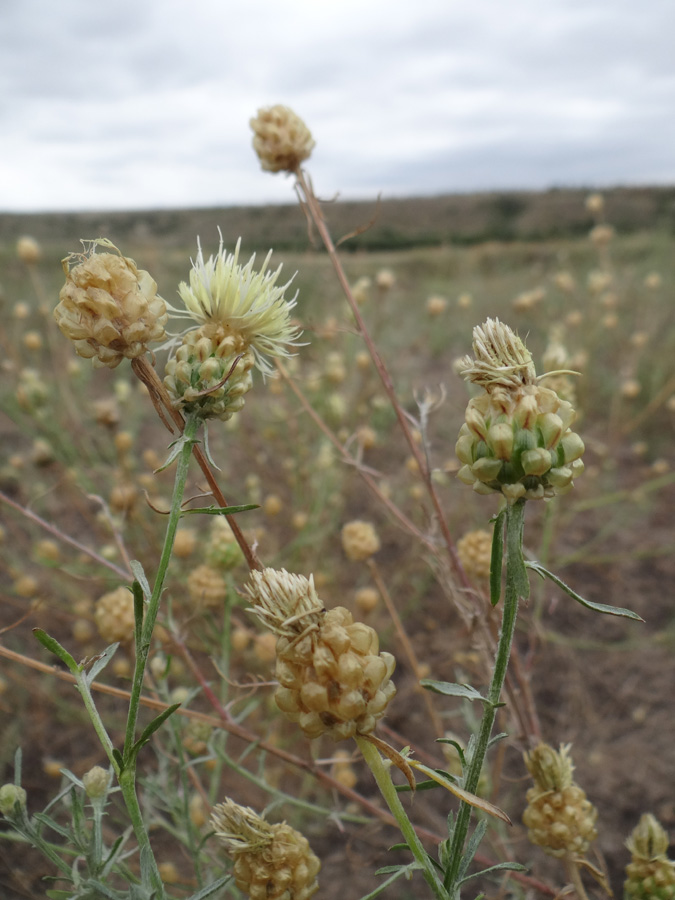 Image of Centaurea paczoskii specimen.