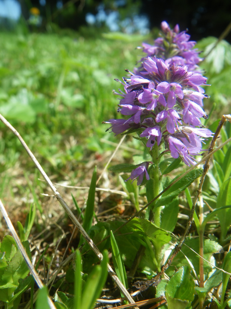 Image of Veronica densiflora specimen.