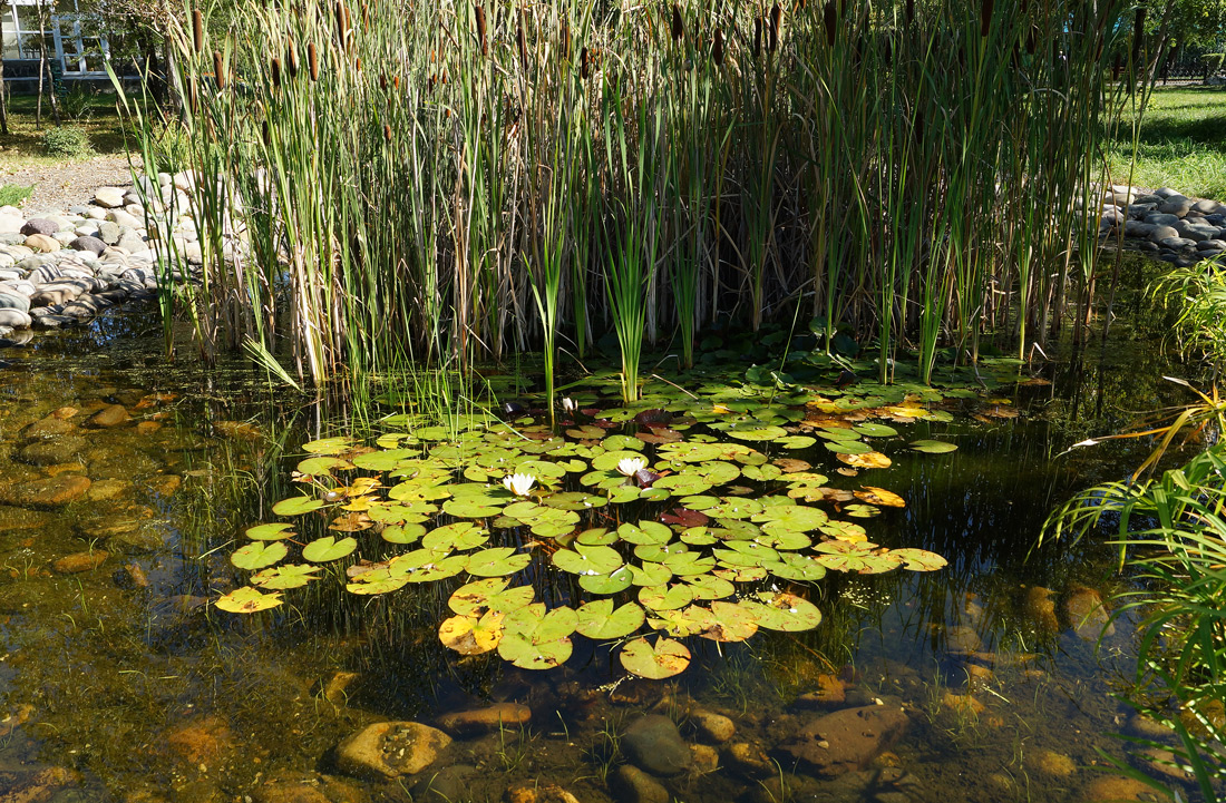 Image of Nymphaea alba specimen.