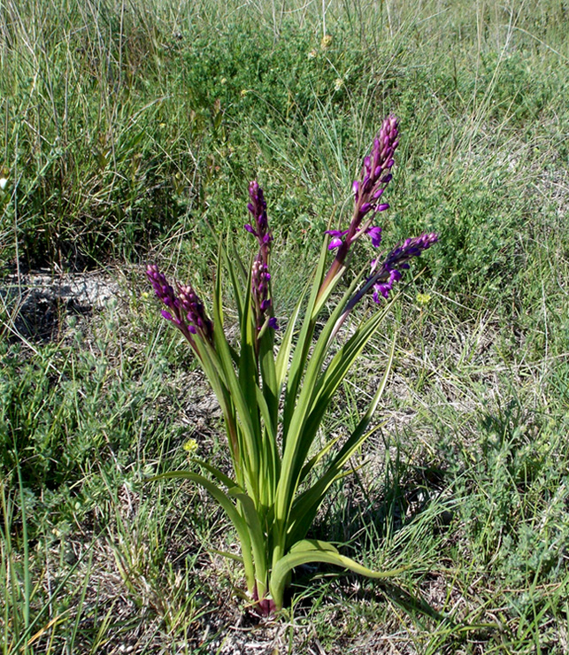 Image of Anacamptis laxiflora ssp. dielsiana specimen.