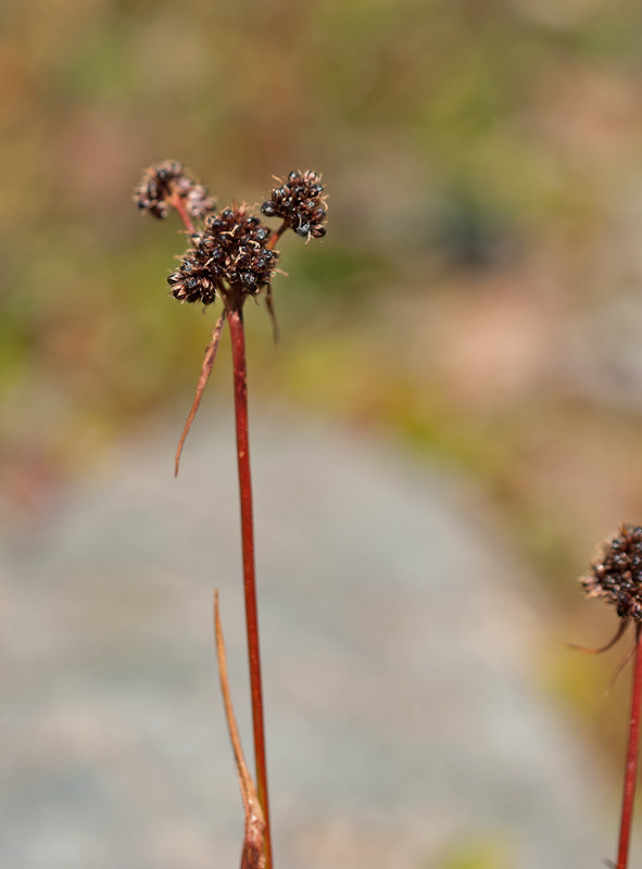 Image of Luzula multiflora ssp. sibirica specimen.