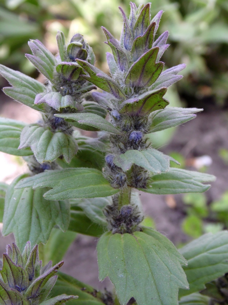 Image of Ajuga genevensis specimen.