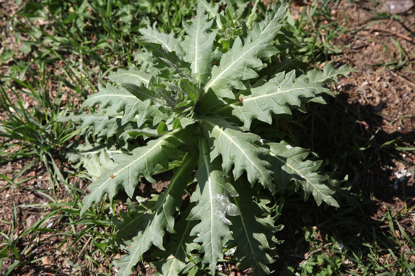 Image of Hyoscyamus niger specimen.