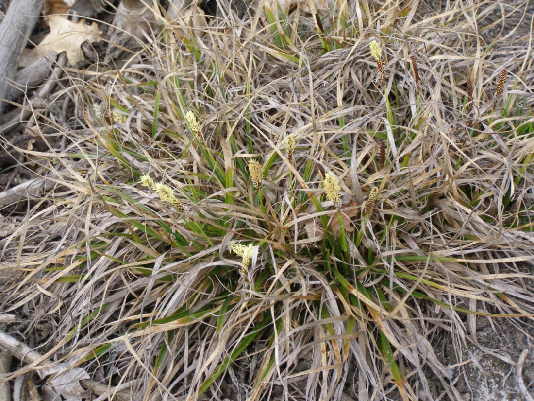 Image of Carex ericetorum specimen.