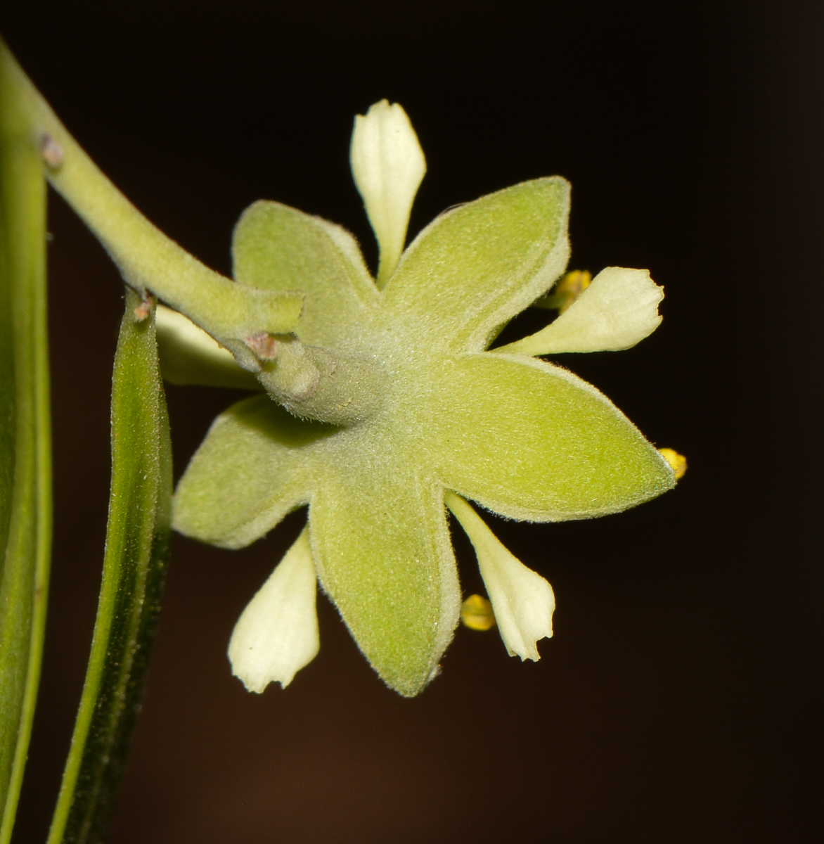 Image of Quillaja brasiliensis specimen.