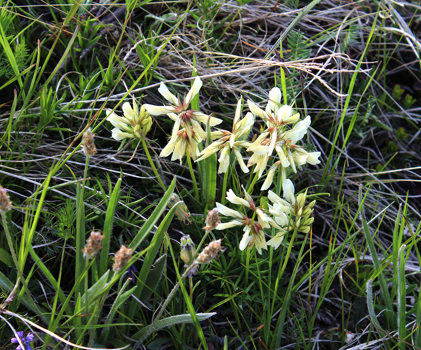 Image of Trifolium polyphyllum specimen.