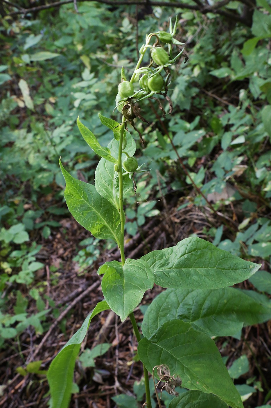 Image of Campanula latifolia specimen.