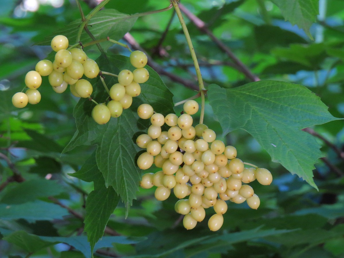 Image of Viburnum sargentii specimen.