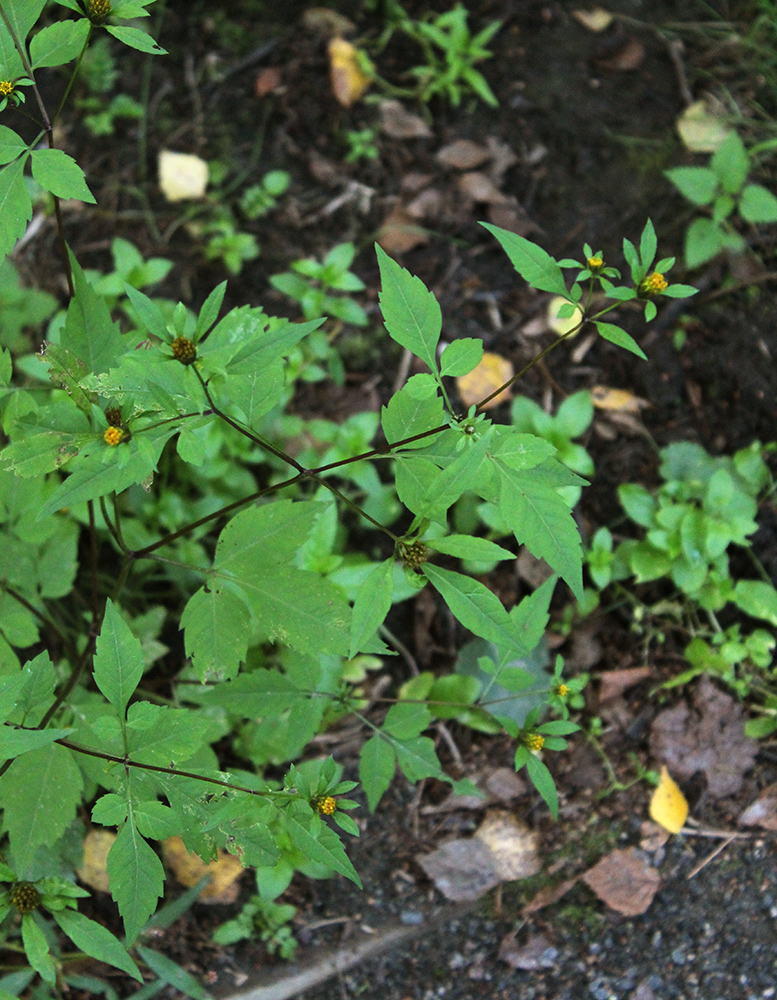 Image of Bidens frondosa specimen.