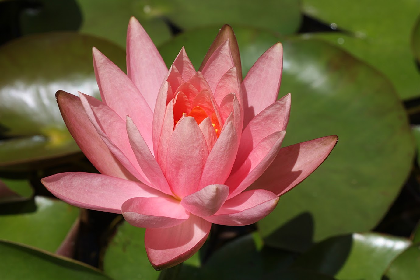 Image of Nymphaea odorata specimen.