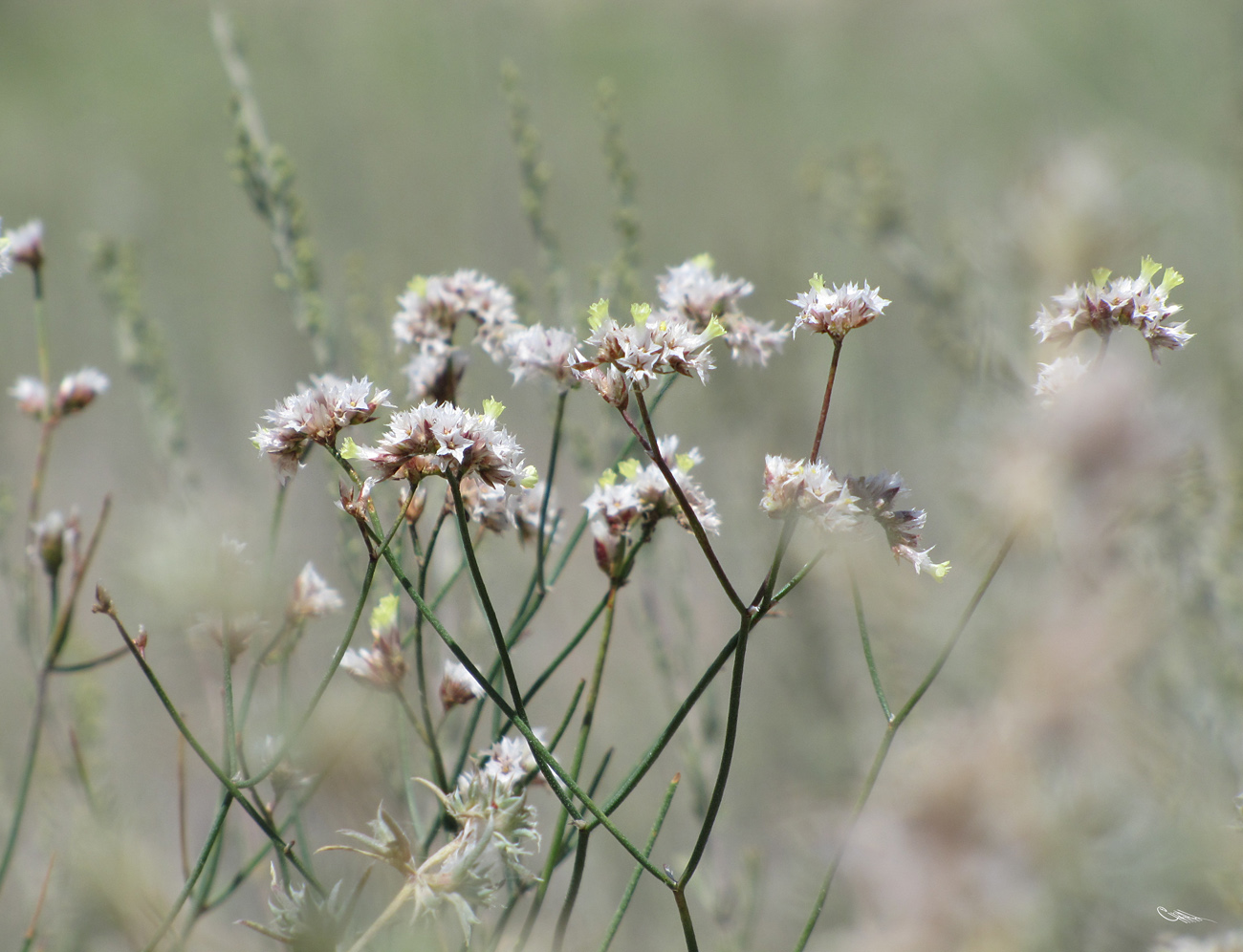 Image of Limonium dichroanthum specimen.