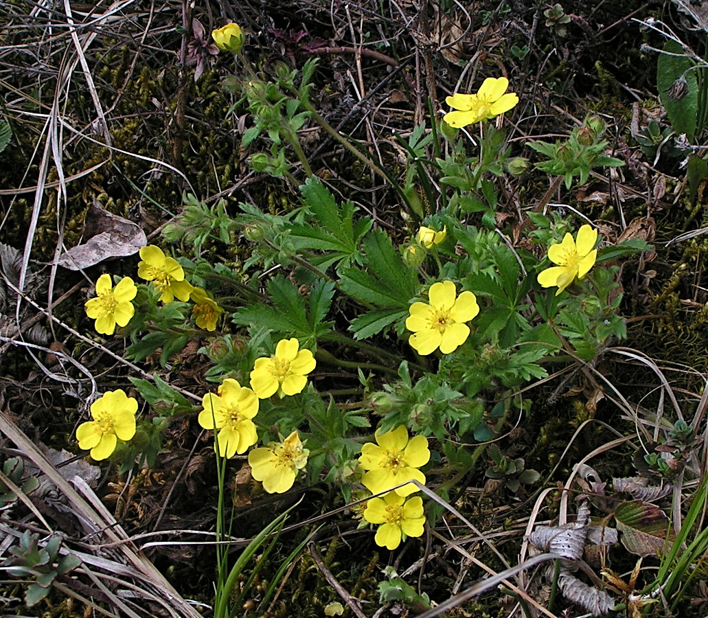 Image of Potentilla humifusa specimen.