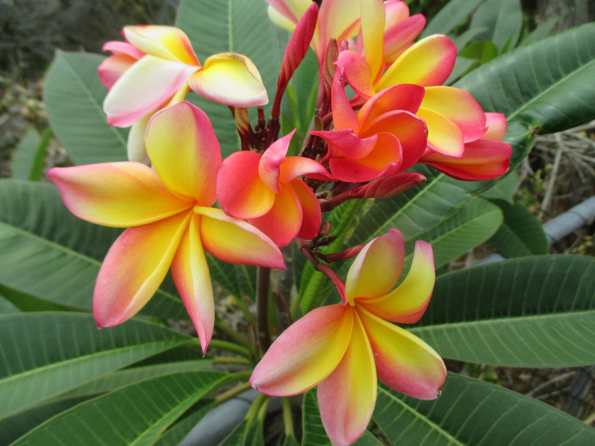 Image of Plumeria rubra specimen.