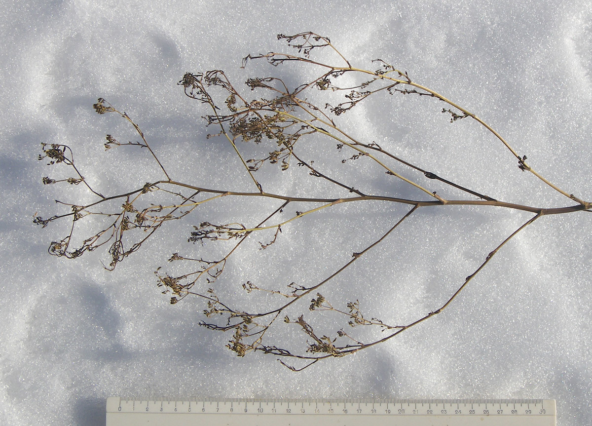 Image of Seseli peucedanoides specimen.