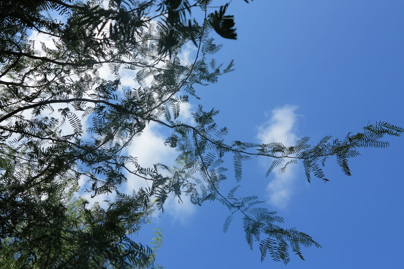 Image of Prosopis juliflora specimen.