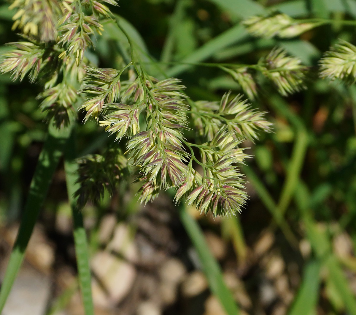 Image of Dactylis glomerata specimen.