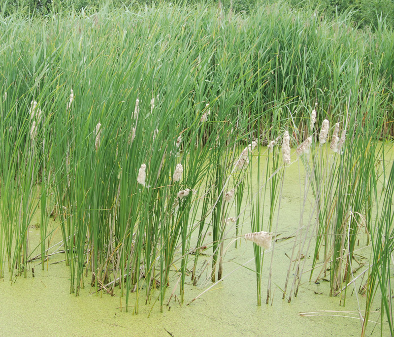 Изображение особи Typha angustifolia.