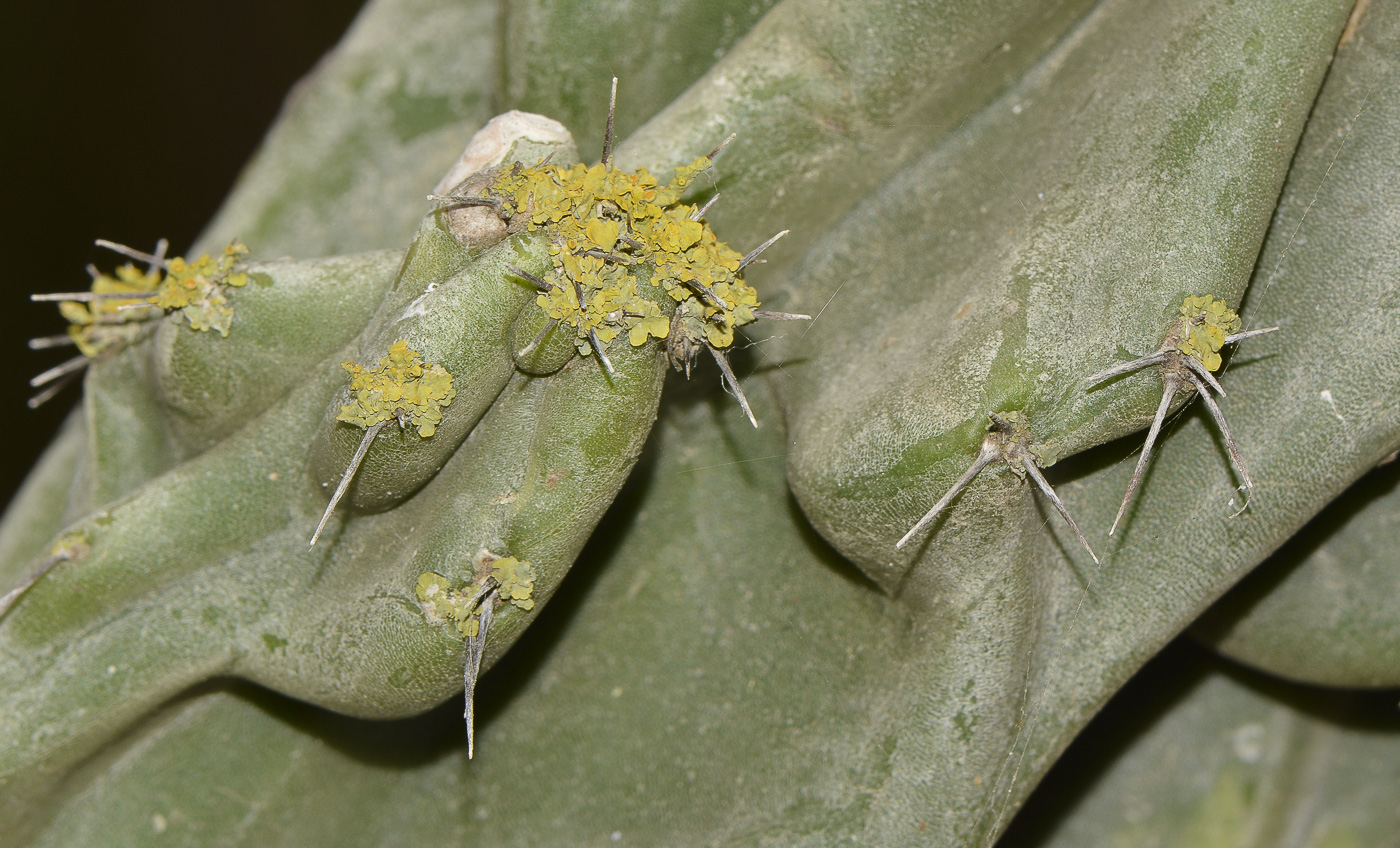 Image of Cereus peruvianus var. monstrosus specimen.