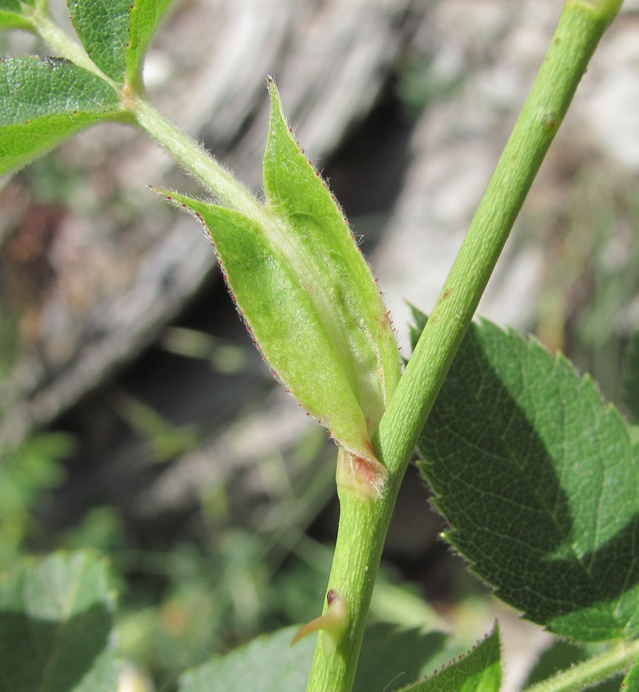 Image of genus Rosa specimen.