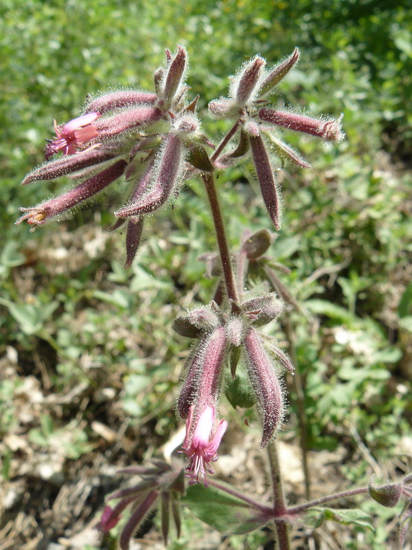 Image of Saponaria glutinosa specimen.