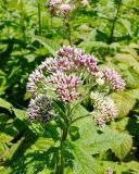 Eupatorium glehnii