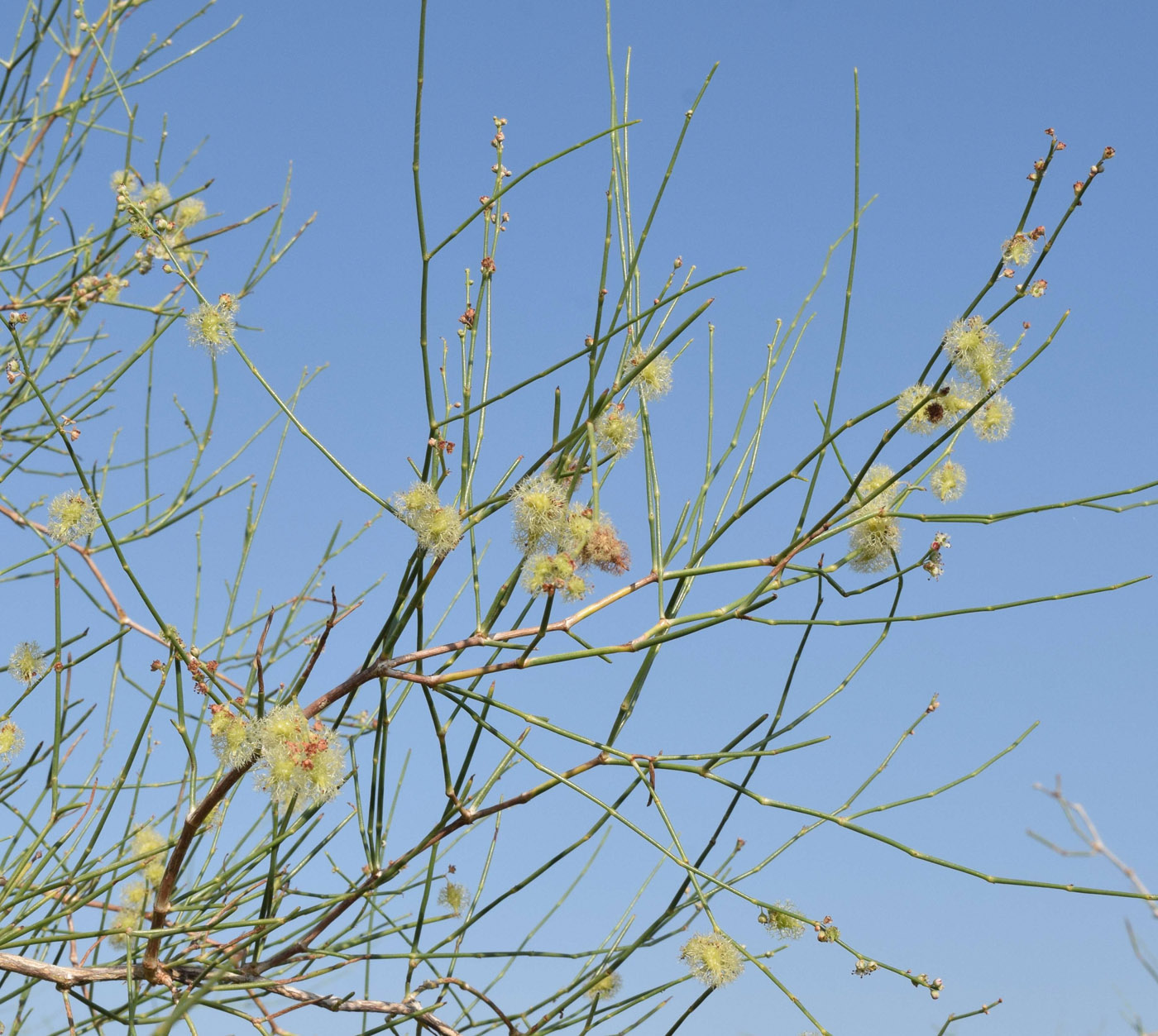 Image of Calligonum microcarpum specimen.