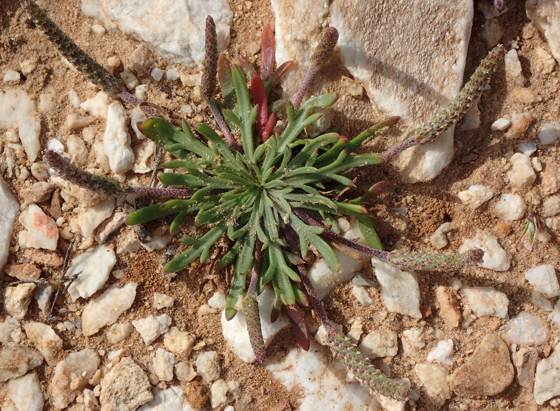 Изображение особи Plantago weldenii.