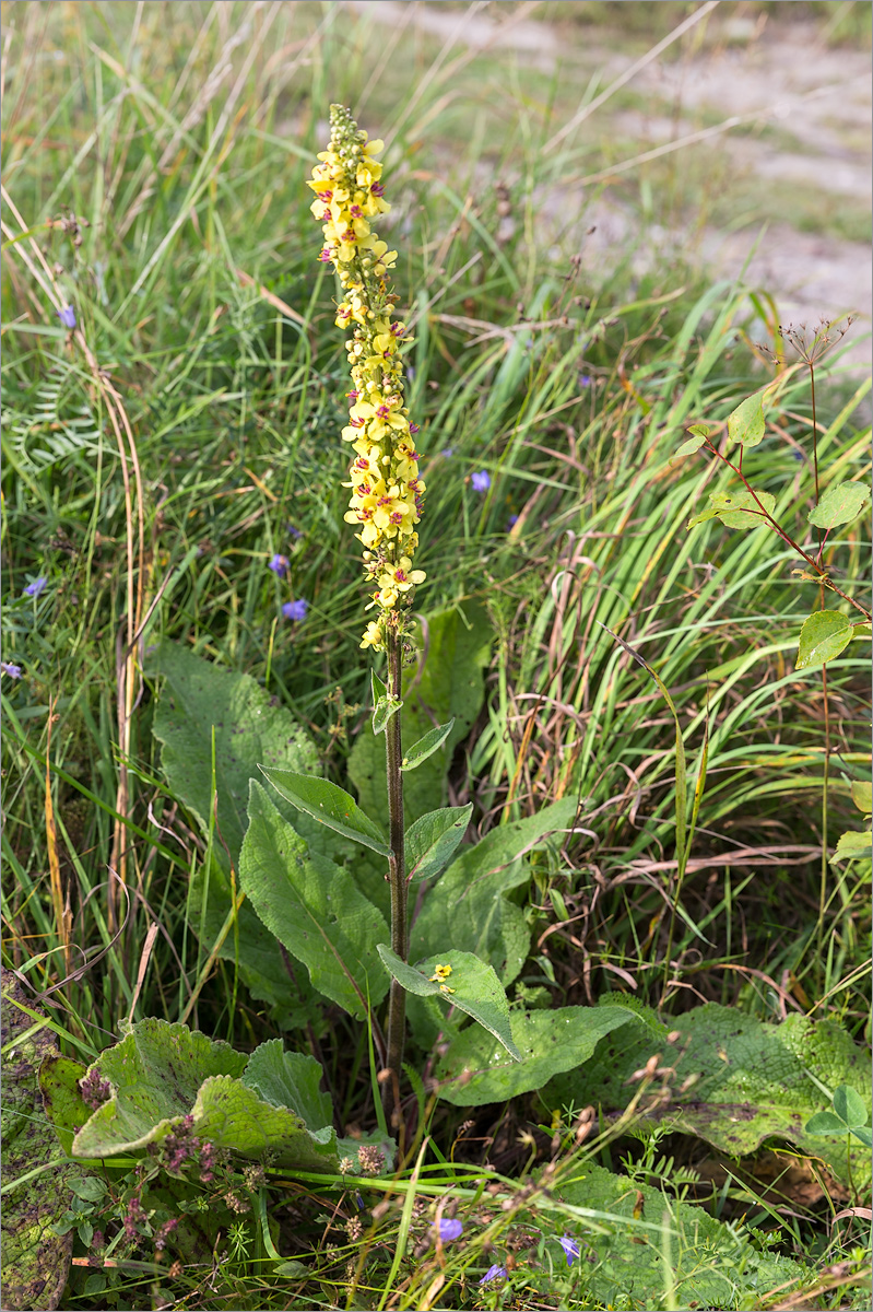 Image of Verbascum nigrum specimen.