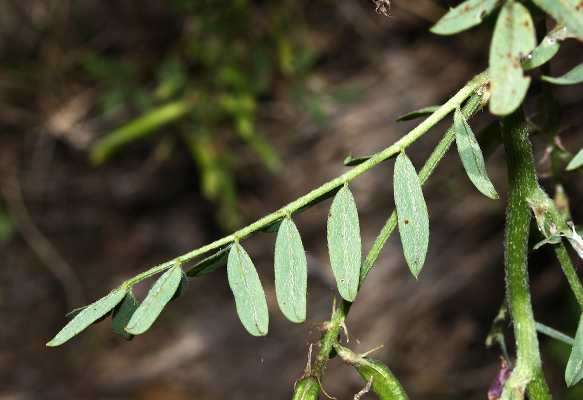 Image of Astragalus davuricus specimen.