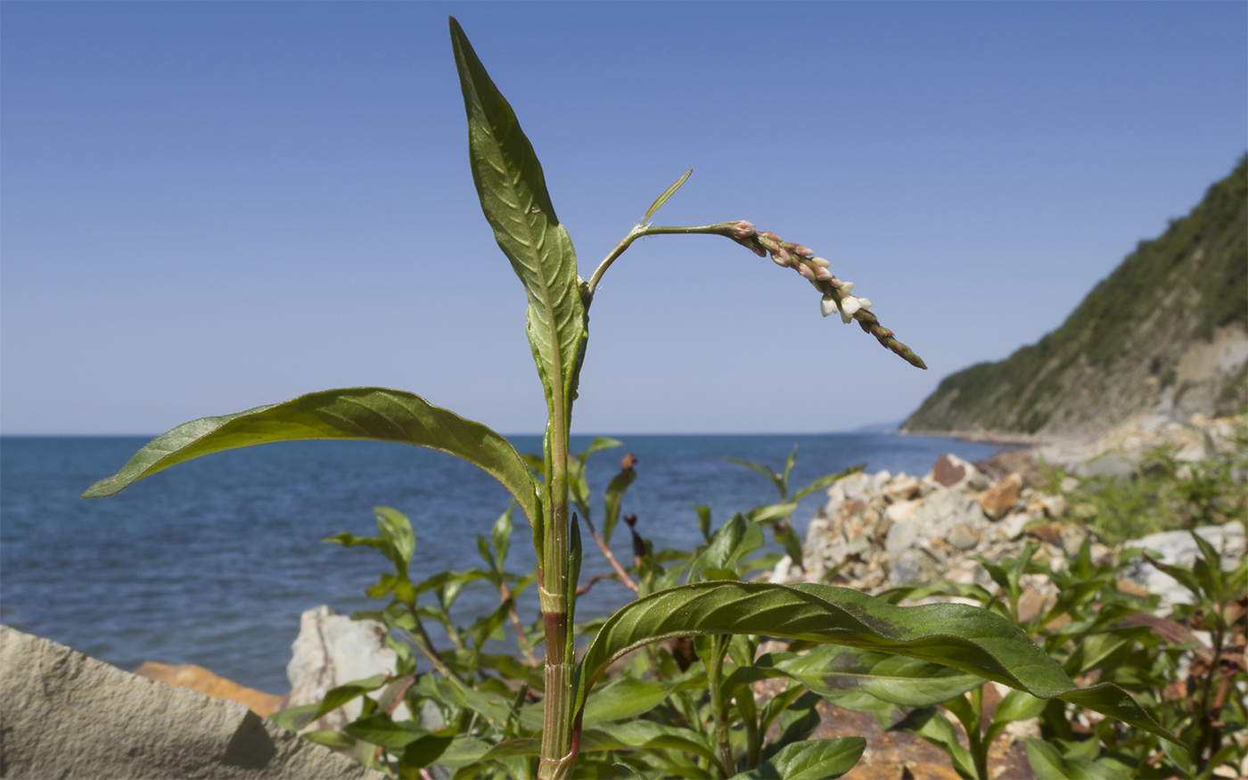 Image of Persicaria maculosa specimen.