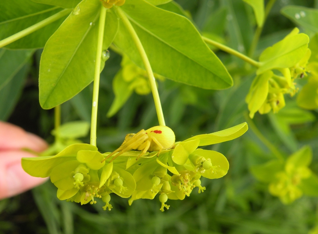 Изображение особи Euphorbia semivillosa.