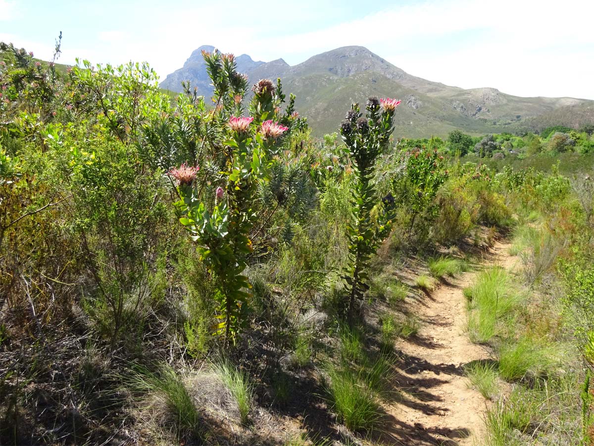 Image of Protea obtusifolia specimen.