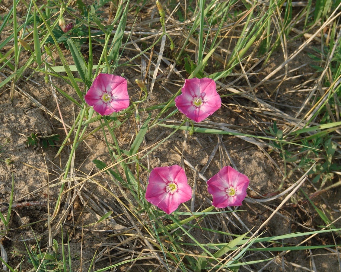 Image of Convolvulus chinensis specimen.